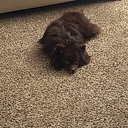 Eevee joined the competition — help win amazing prizes! dog, carpet, brown_dog, indoor, pet, fluffy, lying_down, furniture, couch, animal, home, floor, canine, cute, resting, domestic_animal, companion, cozy, relaxing, fur