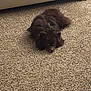 dog, carpet, brown_dog, indoor, pet, fluffy, lying_down, furniture, couch, animal, home, floor, canine, cute, resting, domestic_animal, companion, cozy, relaxing, fur