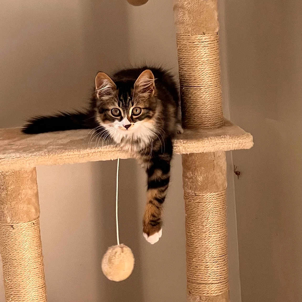 Mikasa a rejoint le concours — aidez-le/la à gagner de superbes lots ! animal, cat, cat_tree, claws, cozy, curious, dangling_toy, feline, fur, indoor, kitten, paw, pet, playful, plush, relaxed, soft, tabby, whiskers, young