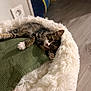 animal, blanket, cat, cozy, curious, cute, feline, floor, fluffy, indoor, kitten, paw, pet_bed, playful, resting, soft, tabby, toy, tunnel, whiskers