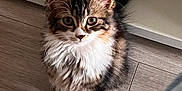 Mikasa a rejoint le concours — aidez-le/la à gagner de superbes lots ! animal, black, brown, cat, curious, cute, feline, floor, fur, indoor, kitten, paws, pet, soft, striped, tabby, tail, whiskers, white, young