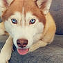 Nala participe au concours pour gagner de l'argent avec cette photo : animal, blue_eyes, canine, close_up, companion, couch, cute, dog, domestic_animal, ears, face, fur, home, husky, indoor, paw, pet, relaxed, snout, tongue_out