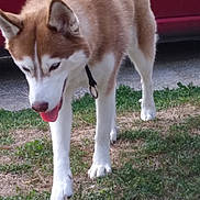 Nala participe au concours pour gagner de l'argent avec cette photo : animal, canine, closeup, collar, daylight, dog, fur, grass, husky, leash, mammal, nature, outdoor, pet, playful, red_vehicle, side_view, tongue_out, walking, white_paws