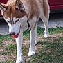 animal, canine, closeup, collar, daylight, dog, fur, grass, husky, leash, mammal, nature, outdoor, pet, playful, red_vehicle, side_view, tongue_out, walking, white_paws