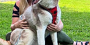 Nala participe au concours pour gagner de l'argent avec cette photo : animal, canine, daylight, dog, fur, grass, greenery, happy, harness, husky, leash, nature, outdoor, park, person, pet, portrait, sitting, smiling, woman