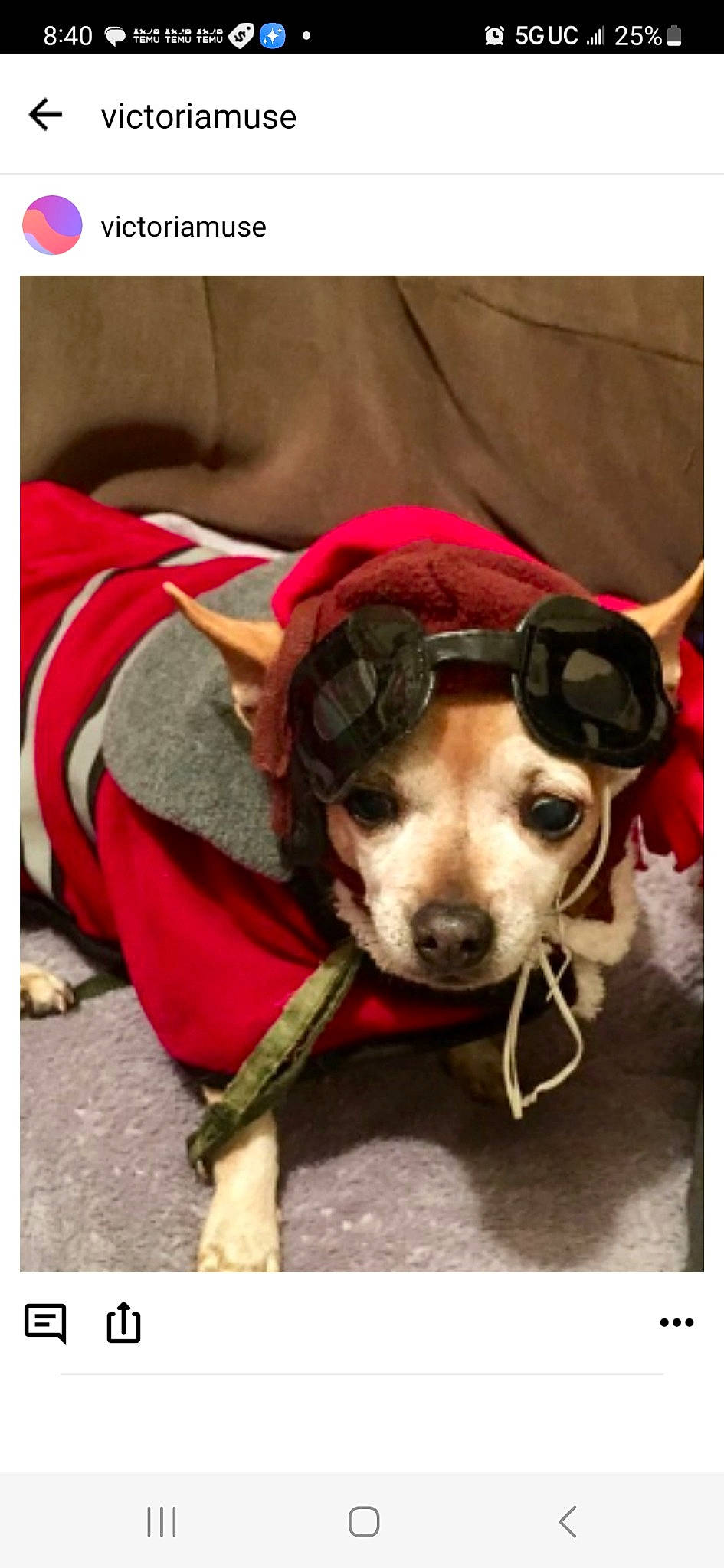 Peanut is registered to the contest to win money with this photo: carnivore, collar, companion_dog, dog, dog_breed, dog_clothes, dog_collar, dog_supply, fashion_accessory, fawn, goggles, leash, personal_protective_equipment, pet_supply, rectangle, snout, sunglasses, toy_dog, whiskers, working_animal