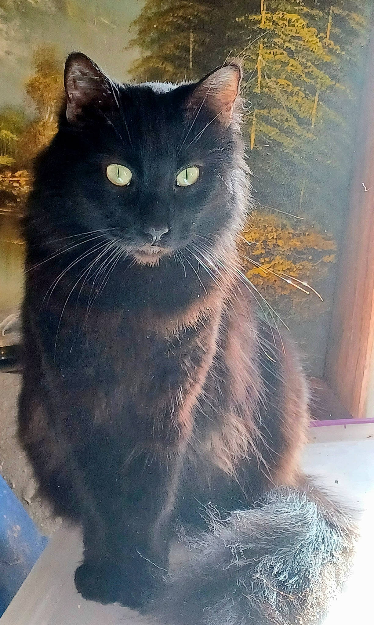 Lucky is registered to the contest to win money with this photo: art, black_cat, carnivore, cat, domestic_short_haired_cat, door, felidae, fur, grey, iris, pattern, small_to_medium_sized_cats, snout, stairs, sunlight, tail, terrestrial_animal, tints_and_shades, whiskers, window