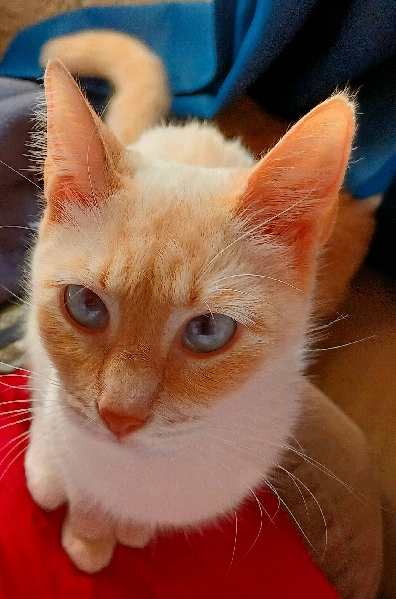 Billie joined the competition — help win amazing prizes! blue, carnivore, cat, close_up, domestic_short_haired_cat, ear, eye, fawn, felidae, fur, iris, small_to_medium_sized_cats, snout, tail, whiskers, window