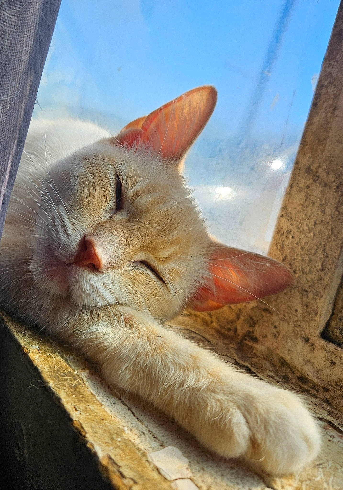 Billie is registered to the contest to win money with this photo: carnivore, cat, claw, cloud, comfort, domestic_short_haired_cat, fawn, felidae, fur, nap, paw, sitting, sky, sleep, small_to_medium_sized_cats, snout, tail, whiskers, window, wood