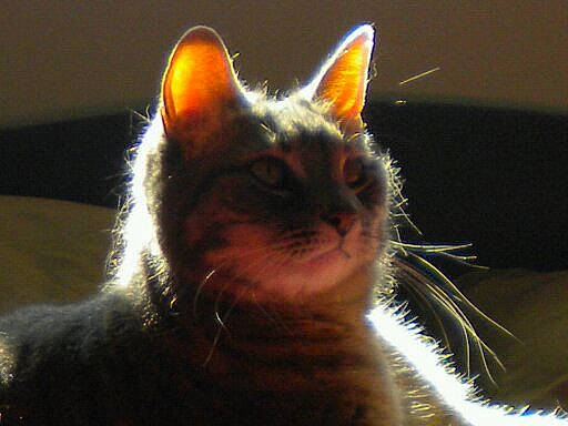 Dee Dee joined the competition — help win amazing prizes! carnivore, cat, darkness, domestic_short_haired_cat, fawn, felidae, fur, iris, macro_photography, small_to_medium_sized_cats, snout, tail, terrestrial_animal, whiskers, window