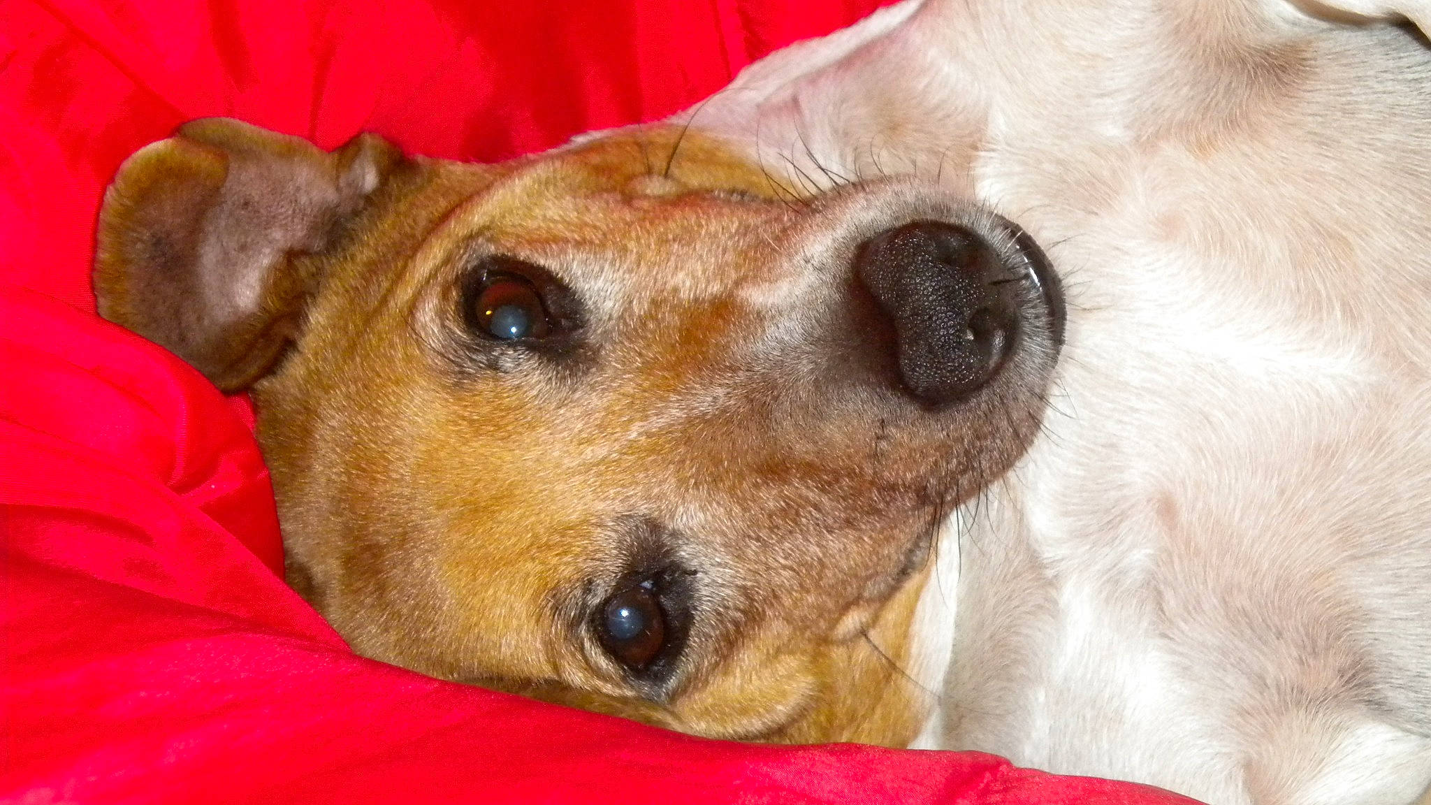 Bubba joined the competition — help win amazing prizes! canidae, carnivore, close_up, collar, companion_dog, dog, dog_breed, fawn, fur, snout, sporting_group, street_dog, whiskers