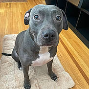 Diamond joined the competition — help win amazing prizes! animal, brown_wood_floor, canine, companion, cute, dog, domestic_animal, ears, floor, fur, gray_dog, house, indoor, looking_up, mat, nail, pet, sitting, waiting, white_chest