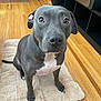 animal, brown_wood_floor, canine, companion, cute, dog, domestic_animal, ears, floor, fur, gray_dog, house, indoor, looking_up, mat, nail, pet, sitting, waiting, white_chest