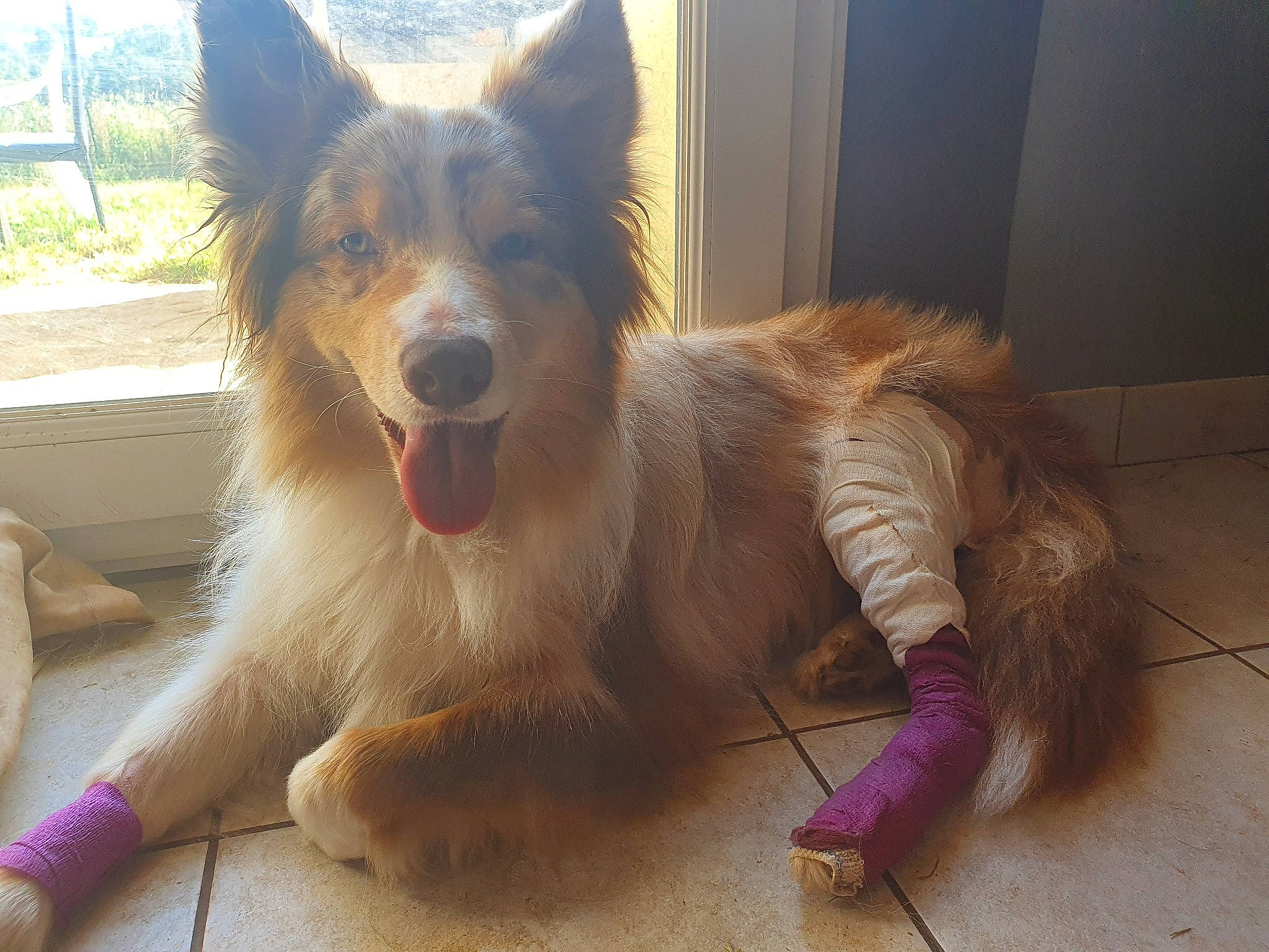 Olya a rejoint le concours — aidez-le/la à gagner de superbes lots ! canidae, carnivore, collie, companion_dog, dog, dog_breed, dog_supply, flooring, fur, happy, herding_dog, jaw, paw, plant, scotch_collie, snout, sporting_group, terrestrial_animal, whiskers, working_dog