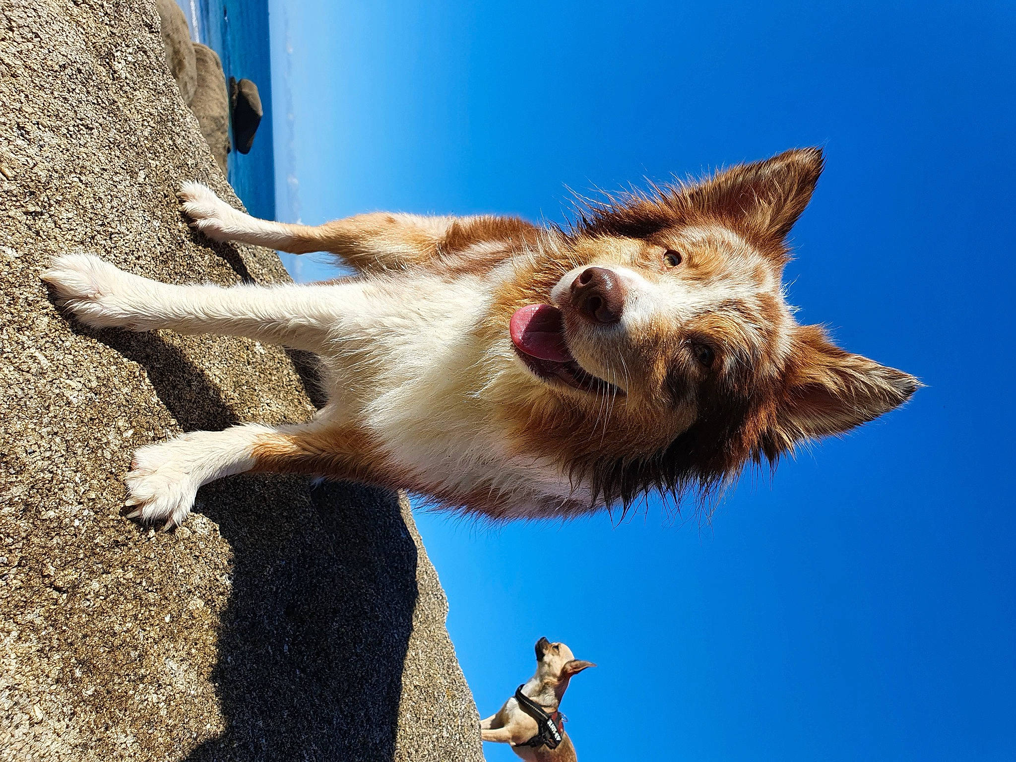Olya participe au concours pour gagner de l'argent avec cette photo : blue, canidae, carnivore, claw, dog_breed, fawn, felidae, fur, gesture, marsupial, paw, sky, small_to_medium_sized_cats, snout, tail, terrestrial_animal, whiskers, wildlife