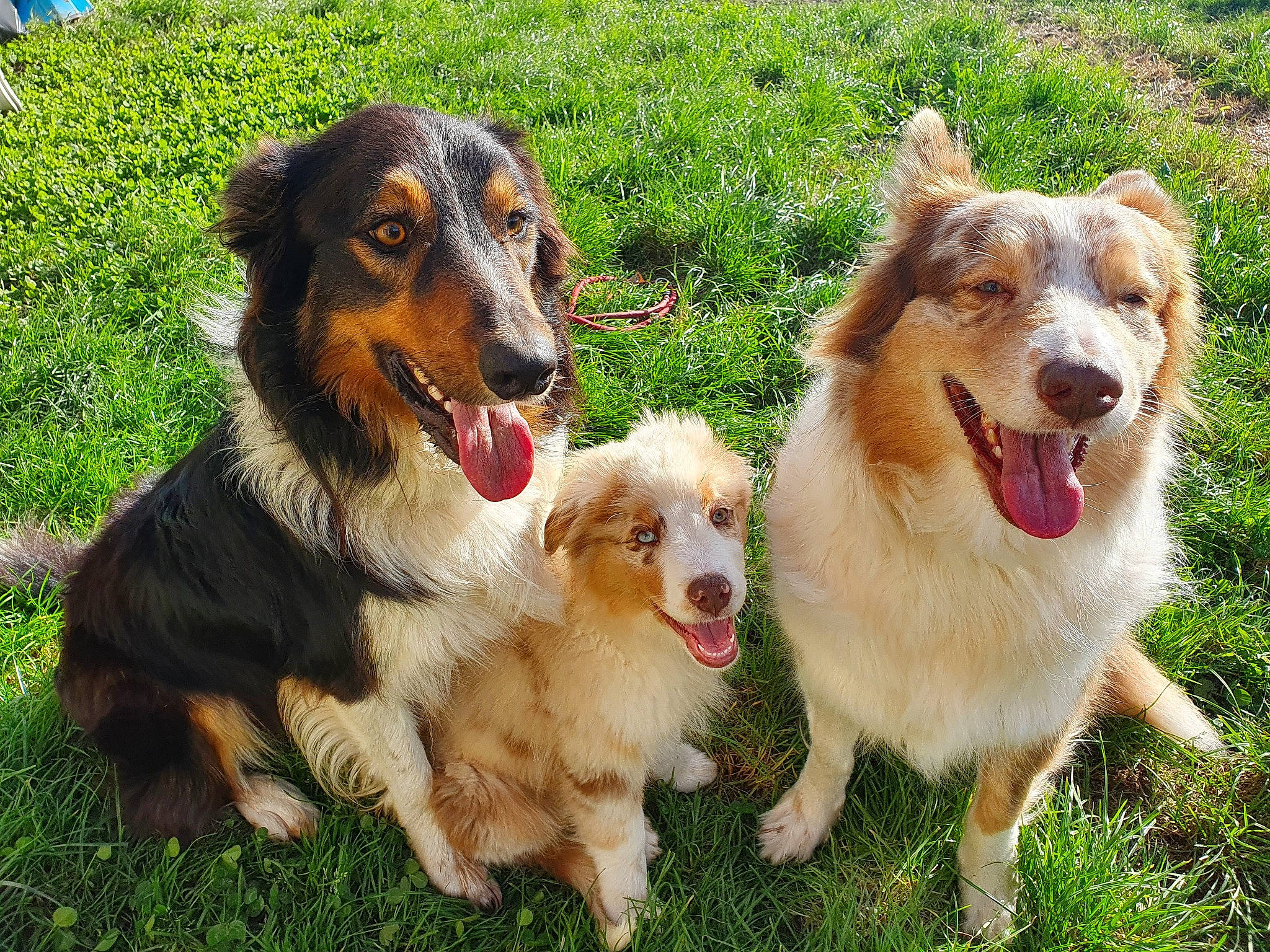 Olya participe au concours pour gagner de l'argent avec cette photo : ancient_dog_breeds, canidae, carnivore, companion_dog, dog, dog_breed, fang, grass, happy, herding_dog, miniature_australian_shepherd, plant, sporting_group, working_animal, working_dog