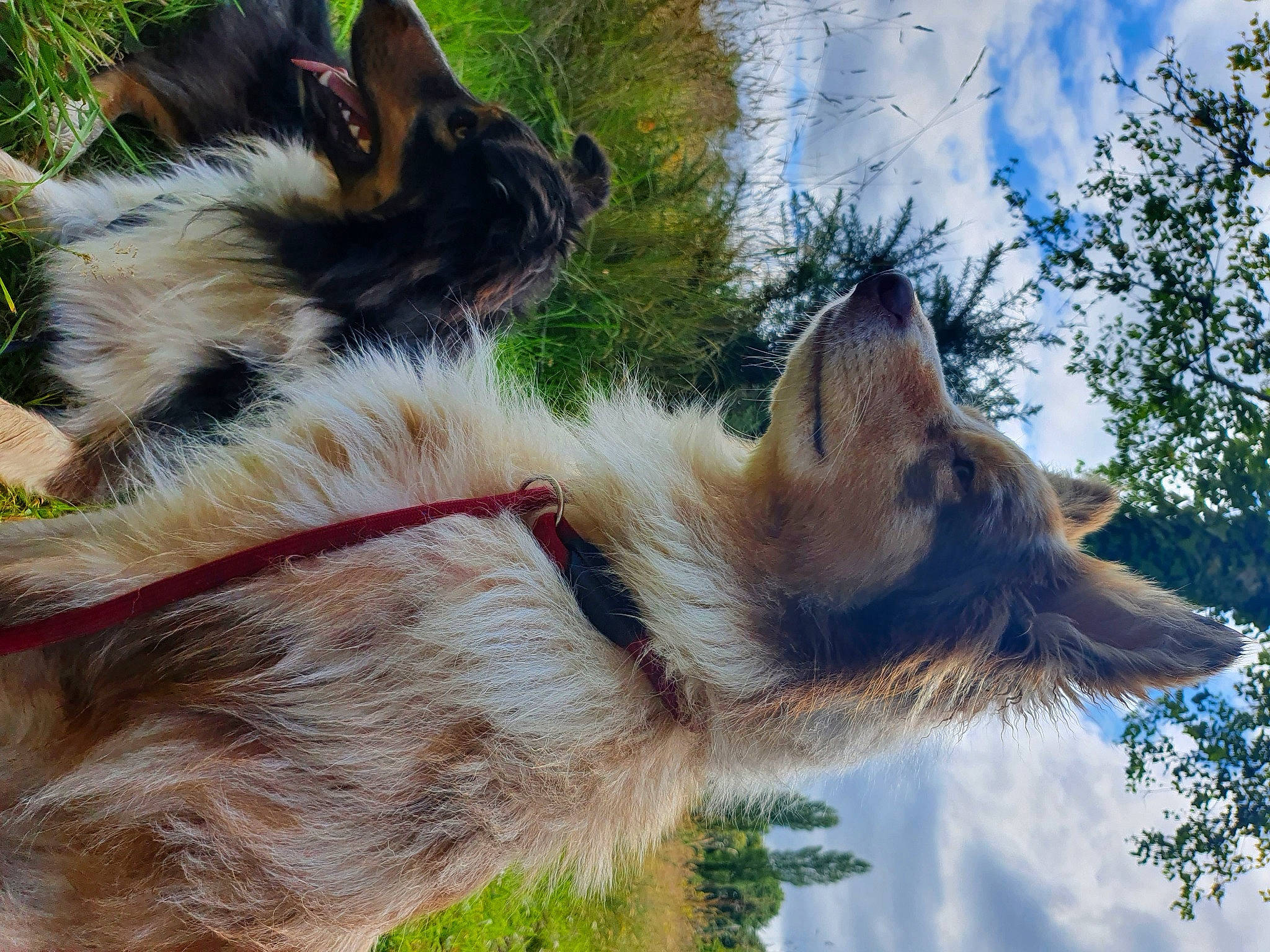 Olya a rejoint le concours — aidez-le/la à gagner de superbes lots ! canidae, canis, carnivore, collar, companion_dog, dog, dog_breed, fawn, fur, herding_dog, old_german_shepherd_dog, plant, scotch_collie, sky, snout, sporting_group, tail, tree, whiskers, wildlife