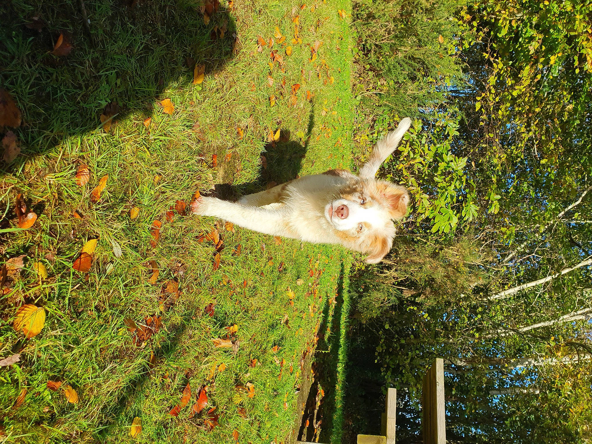 Scarlett participe au concours pour gagner de l'argent avec cette photo : coquelicot, flower, flowering_plant, garden, grass, grass_family, groundcover, landscape, lawn, leisure, natural_environment, people_in_nature, plant, plant_stem, shadow, shrub, tail, tree, trunk, wildlife