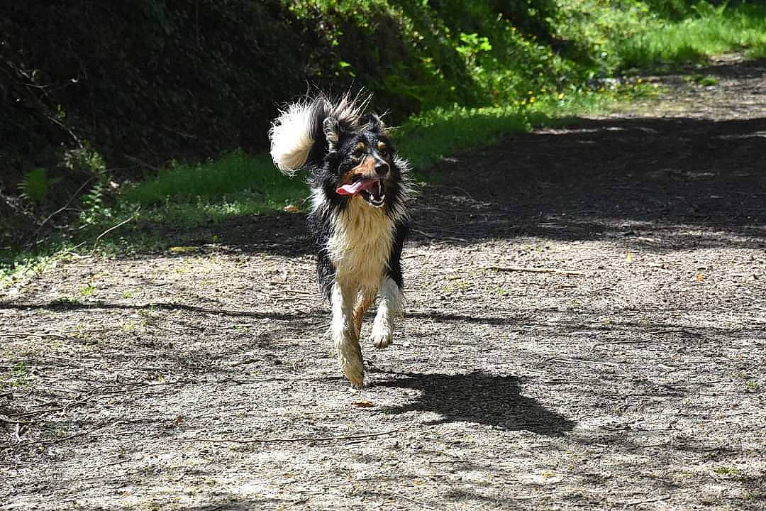 Phoénix a rejoint le concours — aidez-le/la à gagner de superbes lots ! canidae, canis, carnivore, collar, companion_dog, dog, dog_breed, dog_collar, dog_supply, fawn, grass, leash, plant, soil, sporting_group, tail, terrier, tree, working_animal, working_dog