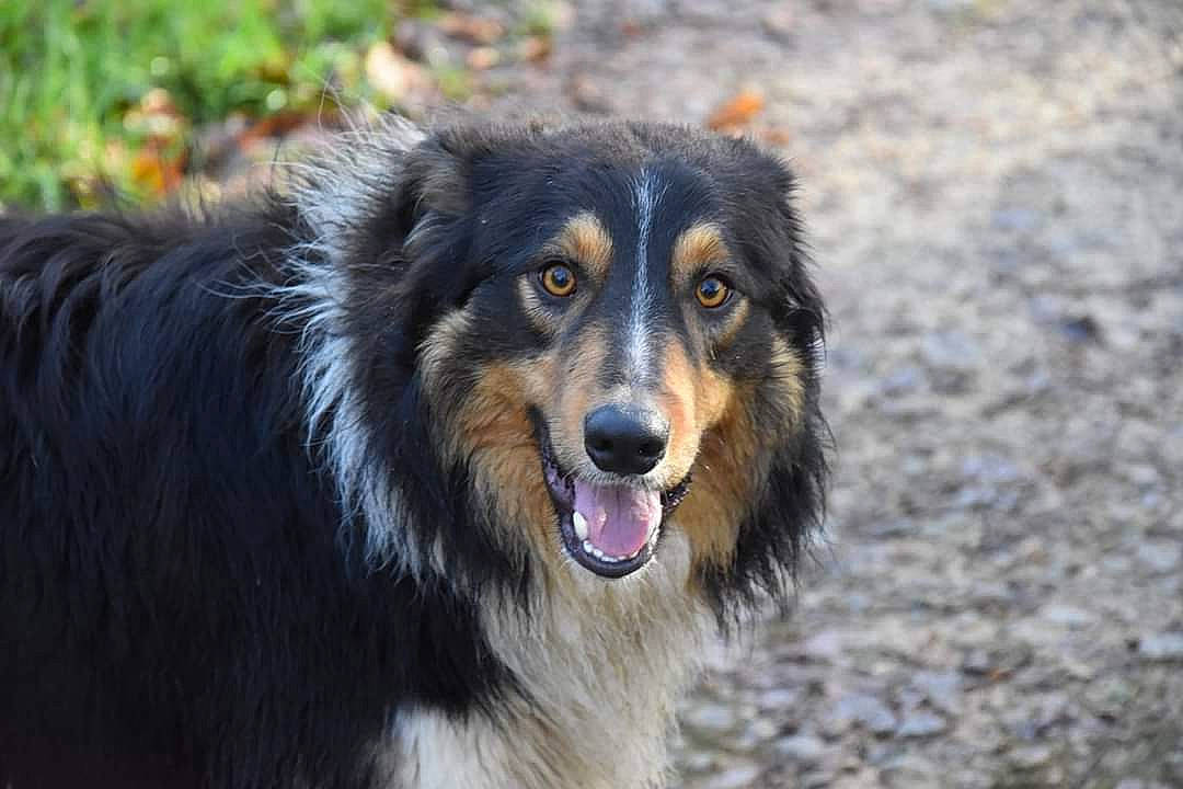Phoénix a rejoint le concours — aidez-le/la à gagner de superbes lots ! canidae, carnivore, companion_dog, dog, dog_breed, fur, guard_dog, herding_dog, snout, terrestrial_animal, whiskers, wildlife, working_dog