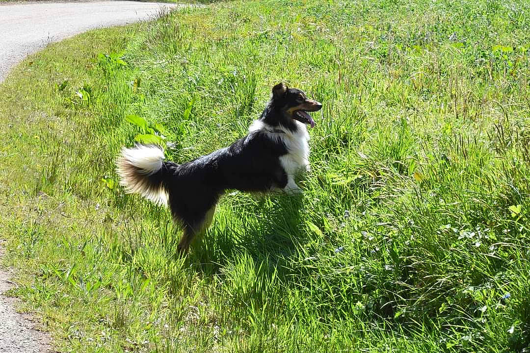 Phoénix participe au concours pour gagner de l'argent avec cette photo : canidae, carnivore, companion_dog, dog, dog_breed, dog_supply, fawn, grass, grassland, groundcover, herbaceous_plant, herding_dog, lawn, plant, sporting_group, tail, terrier, toy_dog, working_animal, working_dog