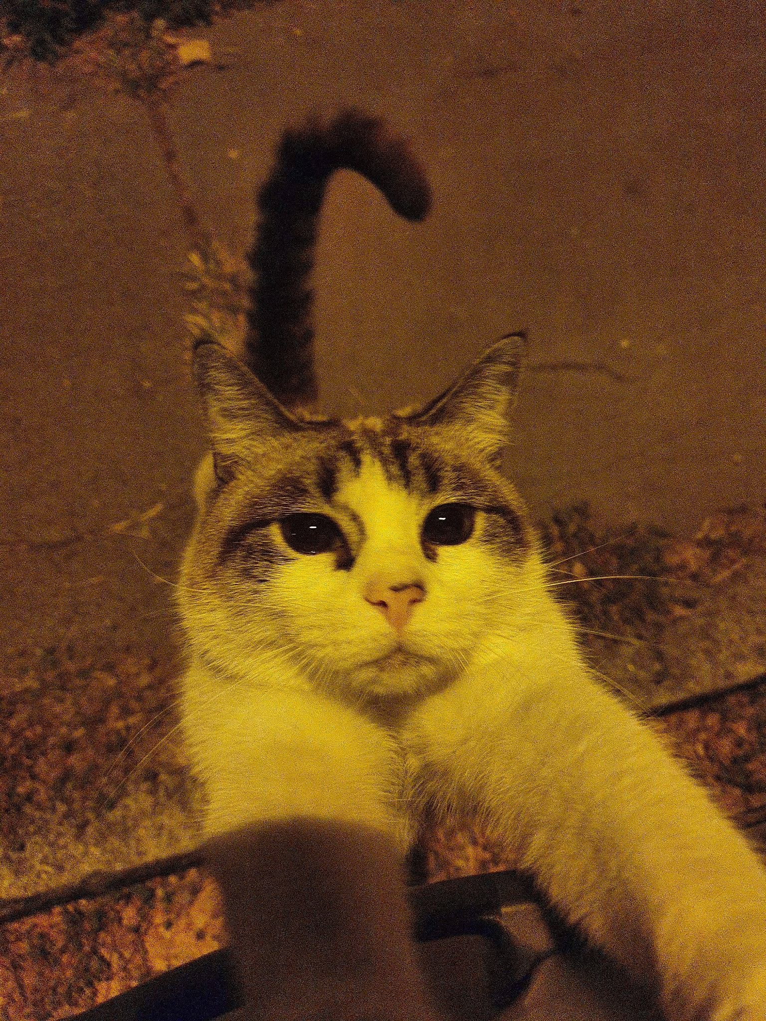 Cookie participe au concours pour gagner de l'argent avec cette photo : aegean_cat, asian, carnivore, cat, domestic_short_haired_cat, european_shorthair, felidae, fur, kitten, ojos_azules, small_to_medium_sized_cats, tail, whiskers