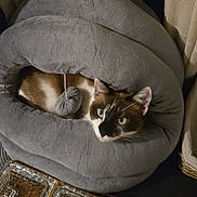 Akira a rejoint le concours — aidez-le/la à gagner de superbes lots ! cat, pet_bed, cozy, indoor, curtain, toy, plush_toy, blue_eyes, whiskers, brown_and_white, fur, resting, portrait, soft_furniture, decorative_glass, glass_tiles, night, ambient_light, round_bed, relaxed