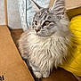 Stitch a rejoint le concours — aidez-le/la à gagner de superbes lots ! cat, fluffy, gray, white, amber_eyes, cardboard_box, yellow_bag, indoor, pet, fur, whiskers, close_up, side_view, animal, cute, domestic_cat, portrait, relaxed, feline, soft