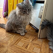 Stitch participe au concours pour gagner de l'argent avec cette photo : kitten, cat, gray_fur, fluffy, wooden_floor, indoor, curious, tabby, pet, animal, floor_pattern, cabinet, plastic_items, tail, furniture, domestic, young_cat, cute, small, fur