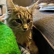 Stitch participe au concours pour gagner de l'argent avec cette photo : animal, blanket, cat, closeup, comfortable, couch, cozy, curious, domestic_animal, feline, fur, home, indoor, mammal, pet, relaxed, resting, soft_light, texture, whiskers