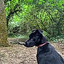 June participe au concours pour gagner de l'argent avec cette photo : animal, black_dog, canine, collar, dirt, dog, foliage, forest, greenery, ground, leaves, moss, nature, outdoor, park, pet, tree_trunk, trees, wildlife, woods