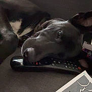 June participe au concours pour gagner de l'argent avec cette photo : dog, black_dog, remote_control, couch, artwork, indoor, resting, lying_down, pet, animal, white_patch, close_up, relaxed, furniture, canine, domestic_animal, head, snout, ears, soft_lighting