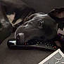 dog, black_dog, remote_control, couch, artwork, indoor, resting, lying_down, pet, animal, white_patch, close_up, relaxed, furniture, canine, domestic_animal, head, snout, ears, soft_lighting