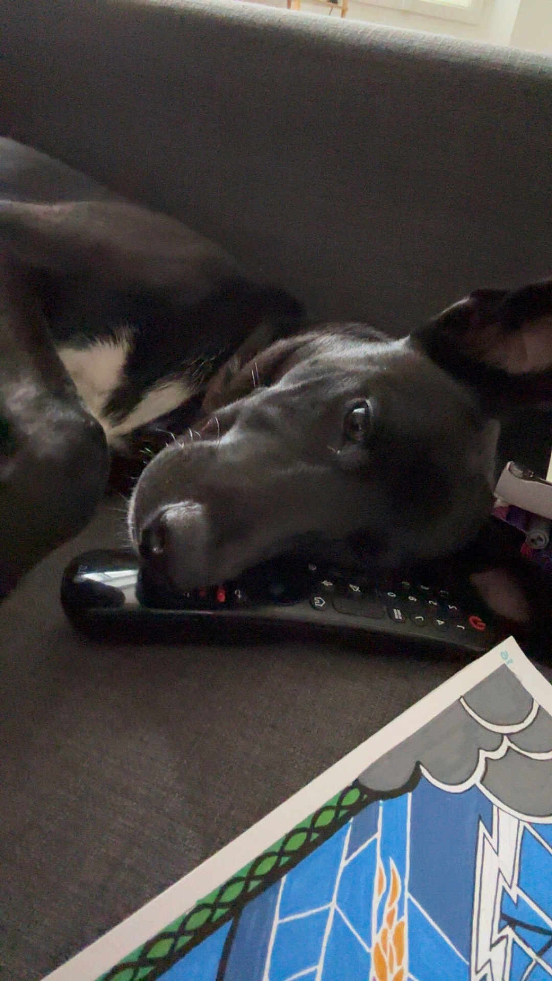 June participe au concours pour gagner de l'argent avec cette photo : dog, black_dog, remote_control, couch, artwork, indoor, resting, lying_down, pet, animal, white_patch, close_up, relaxed, furniture, canine, domestic_animal, head, snout, ears, soft_lighting