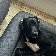 June a rejoint le concours — aidez-le/la à gagner de superbes lots ! animal, black_and_white, canine, chair, companion, cozy, cute, dog, domestic, fur, indoor, looking, lounge, paw, pet, portrait, relaxed, resting, sleepy, tile_floor