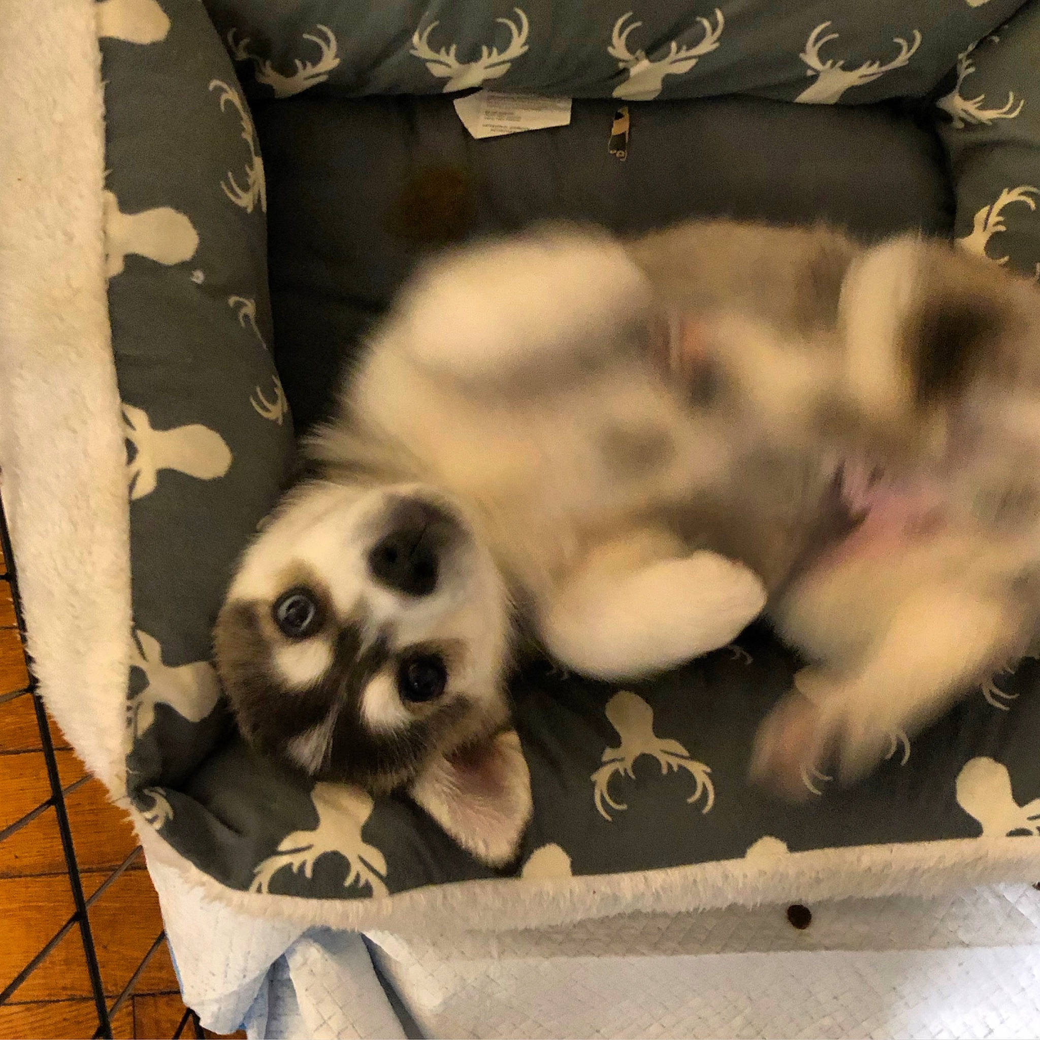 Luka is registered to the contest to win money with this photo: bone, canidae, carnivore, comfort, companion_dog, dog_breed, fawn, felidae, fur, nap, non_sporting_group, paw, pet_supply, photo_caption, small_to_medium_sized_cats, snout, sporting_group, tail, terrestrial_animal, whiskers