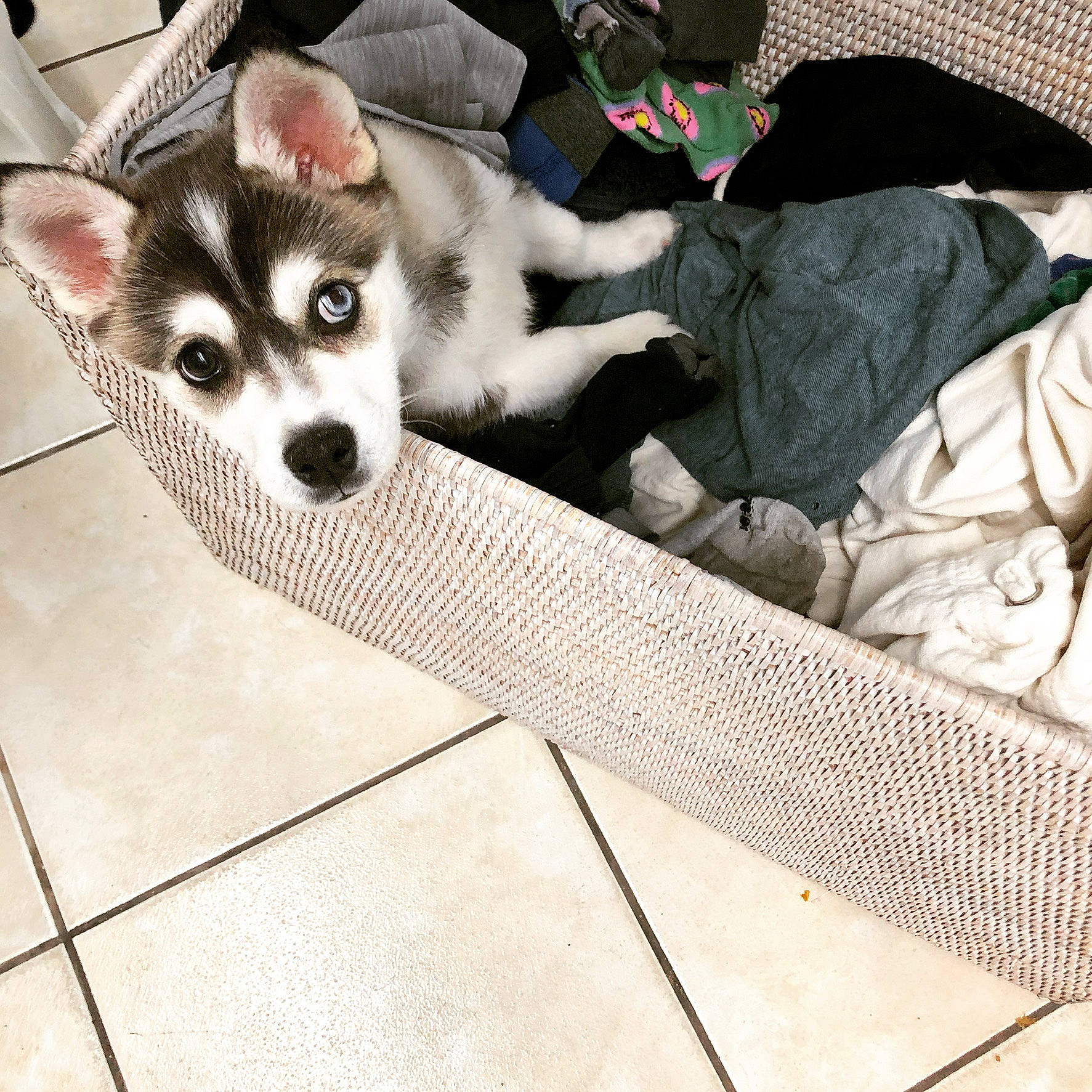 Luka is registered to the contest to win money with this photo: bag, canis, carnivore, comfort, companion_dog, dog, dog_breed, fawn, flooring, fur, grey, luggage_and_bags, recreation, siberian_husky, sled_dog, snout, terrestrial_animal, whiskers, wood, working_animal