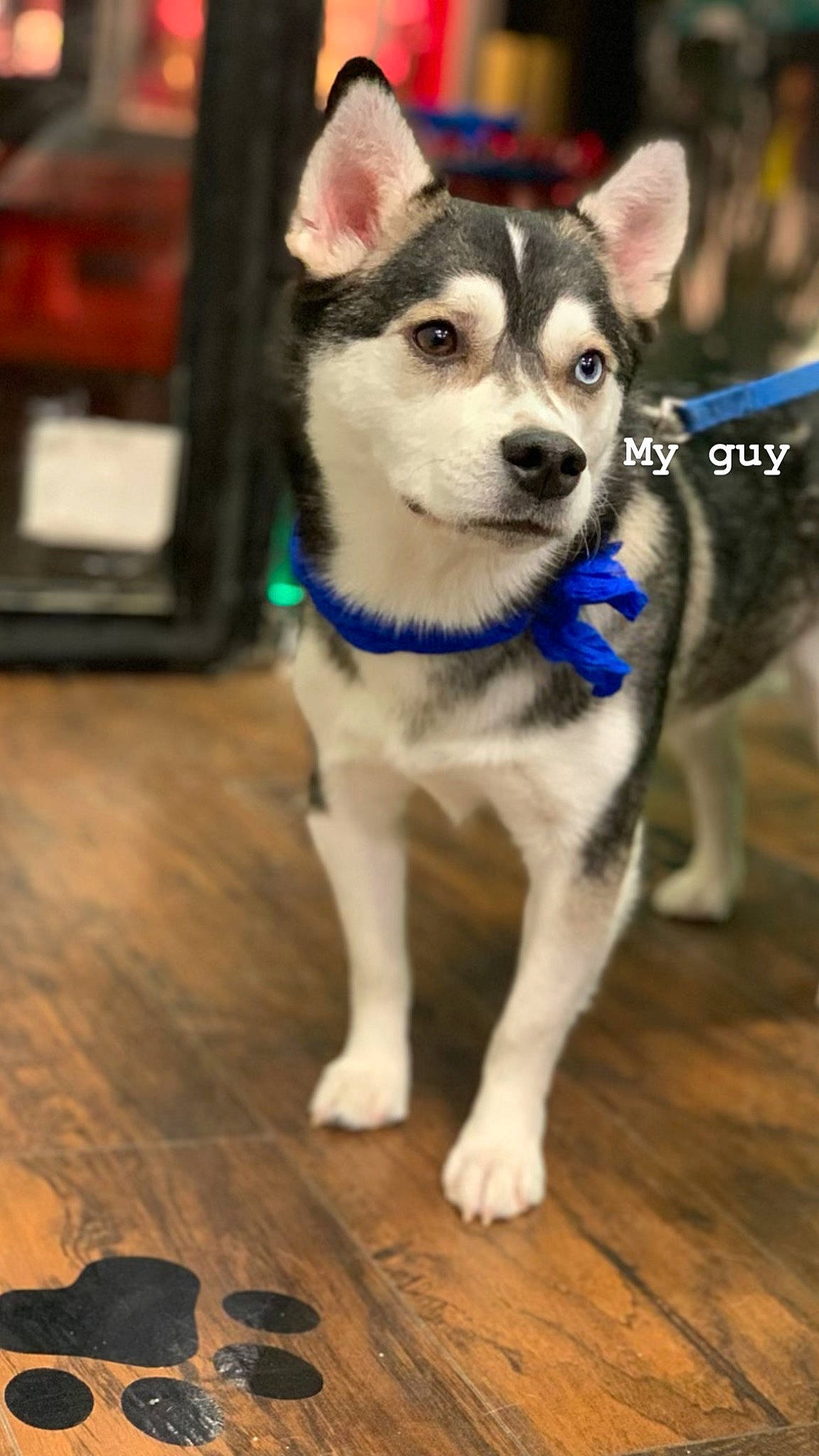 Luka joined the competition — help win amazing prizes! canidae, carnivore, collar, companion_dog, dog, dog_breed, fawn, flooring, fur, hardwood, recreation, siberian_husky, sled_dog, snout, sporting_group, varnish, whiskers, wood, working_animal, working_dog