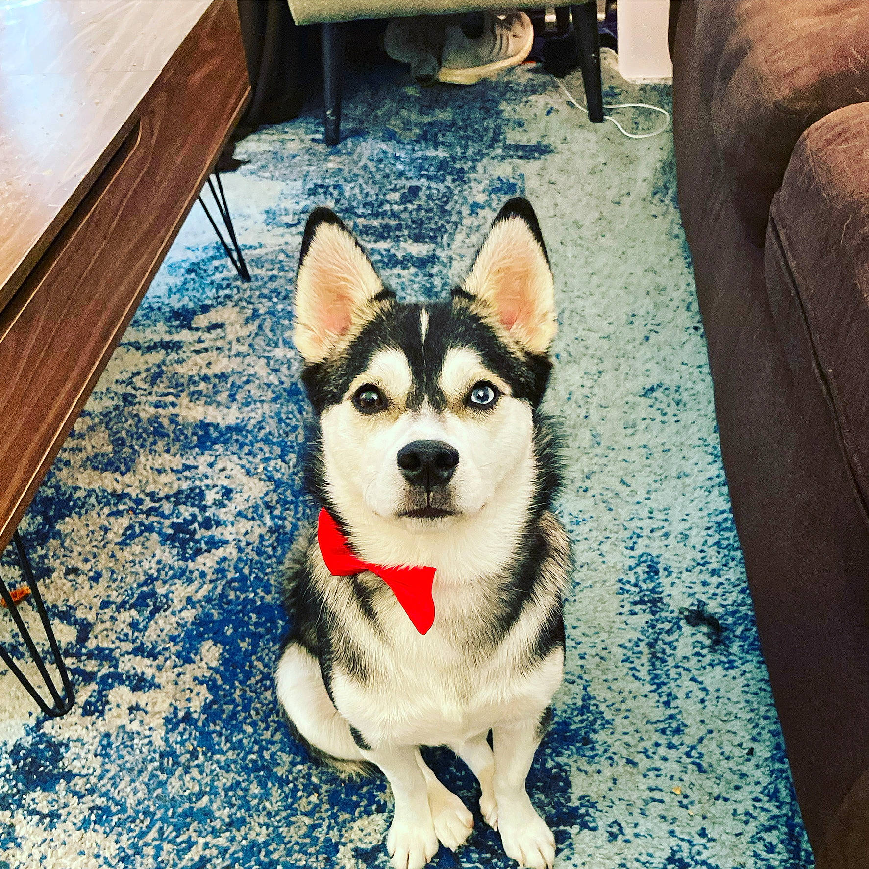 Luka joined the competition — help win amazing prizes! ancient_dog_breeds, canis, carnivore, chair, companion_dog, dog, dog_breed, fawn, flooring, foot, fur, hardwood, siberian_husky, sled_dog, snout, tail, whiskers, wood, working_animal, working_dog