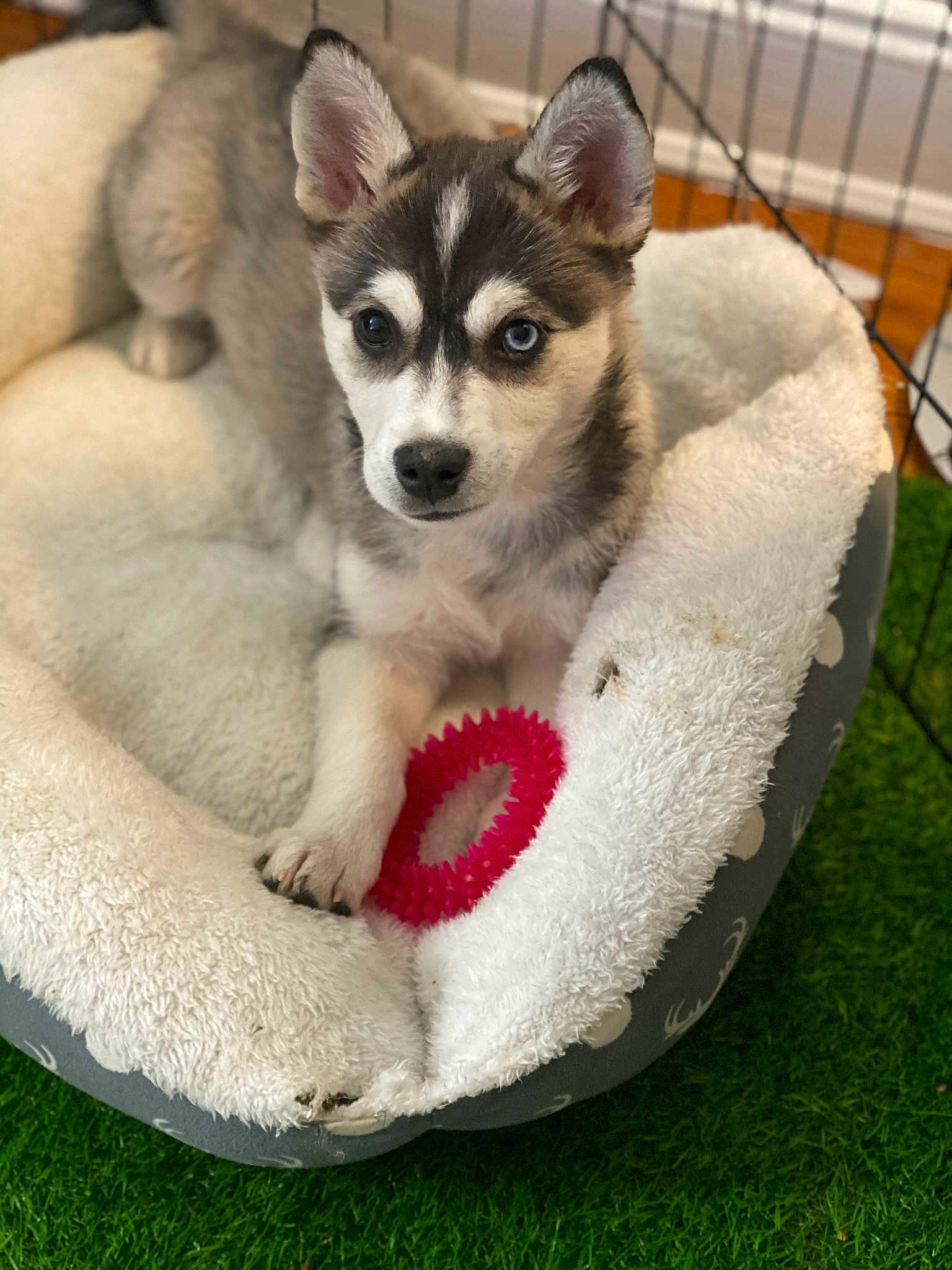 Luka