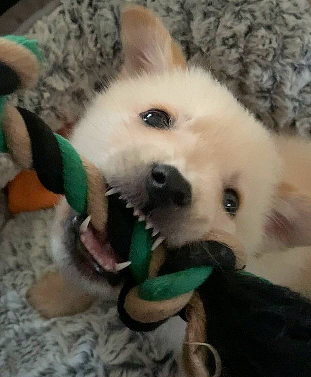 O'Malley participe au concours pour gagner de l'argent avec cette photo : canidae, carnivore, companion_dog, dog, dog_breed, dog_supply, eye, fawn, fur, german_spitz, german_spitz_mittel, paw, samoyed, snout, spitz, sporting_group, toy_dog, volpino_italiano, whiskers, working_animal