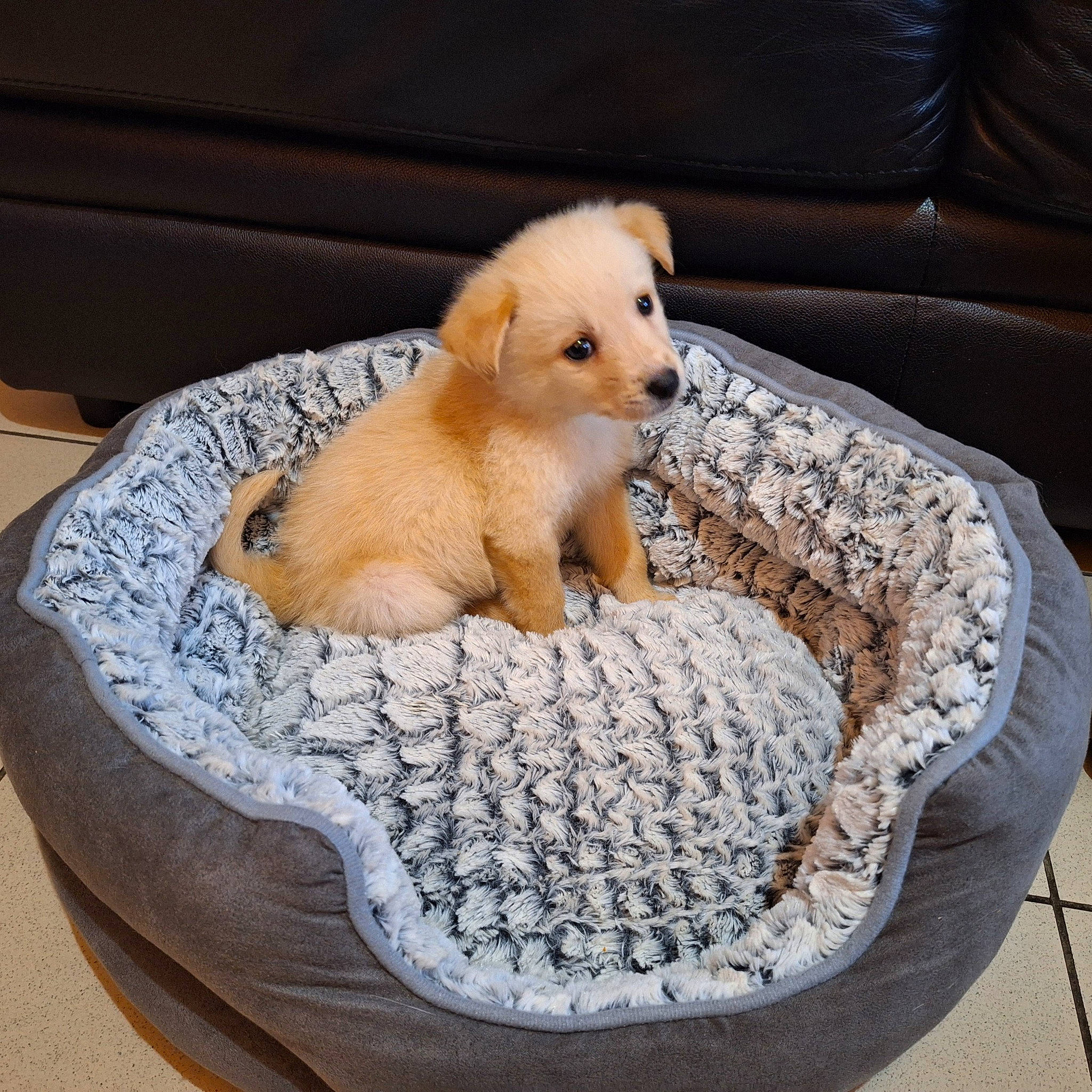 O'Malley participe au concours pour gagner de l'argent avec cette photo : canidae, carnivore, comfort, companion_dog, couch, dog, dog_bed, dog_breed, dog_supply, fawn, fur, linens, paw, pet_supply, snout, sporting_group, tail, toy, toy_dog, working_animal