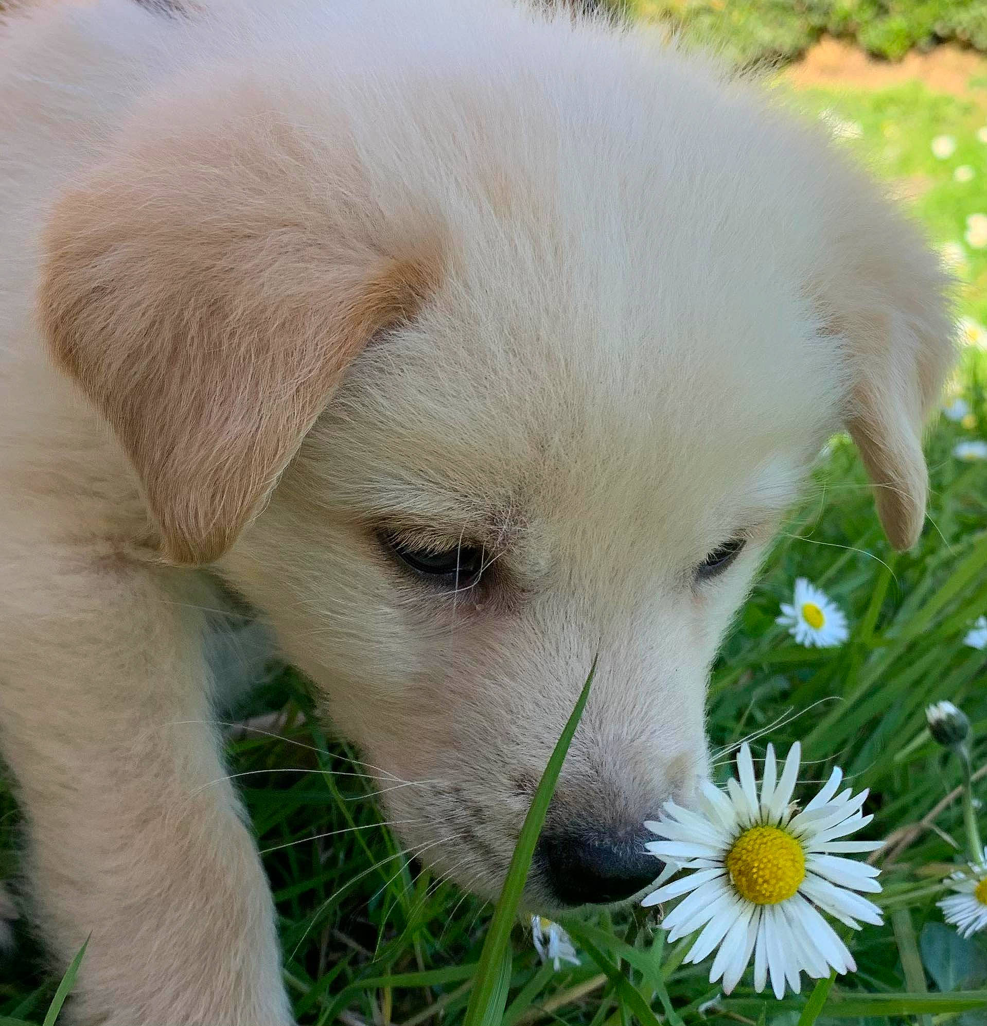 O'Malley participe au concours pour gagner de l'argent avec cette photo : ball, canidae, carnivore, companion_dog, dog, dog_breed, fawn, flower, fur, grass, great_pyrenees, kuvasz, livestock_guardian_dog, people_in_nature, petal, plant, snout, sporting_group, terrestrial_animal, whiskers
