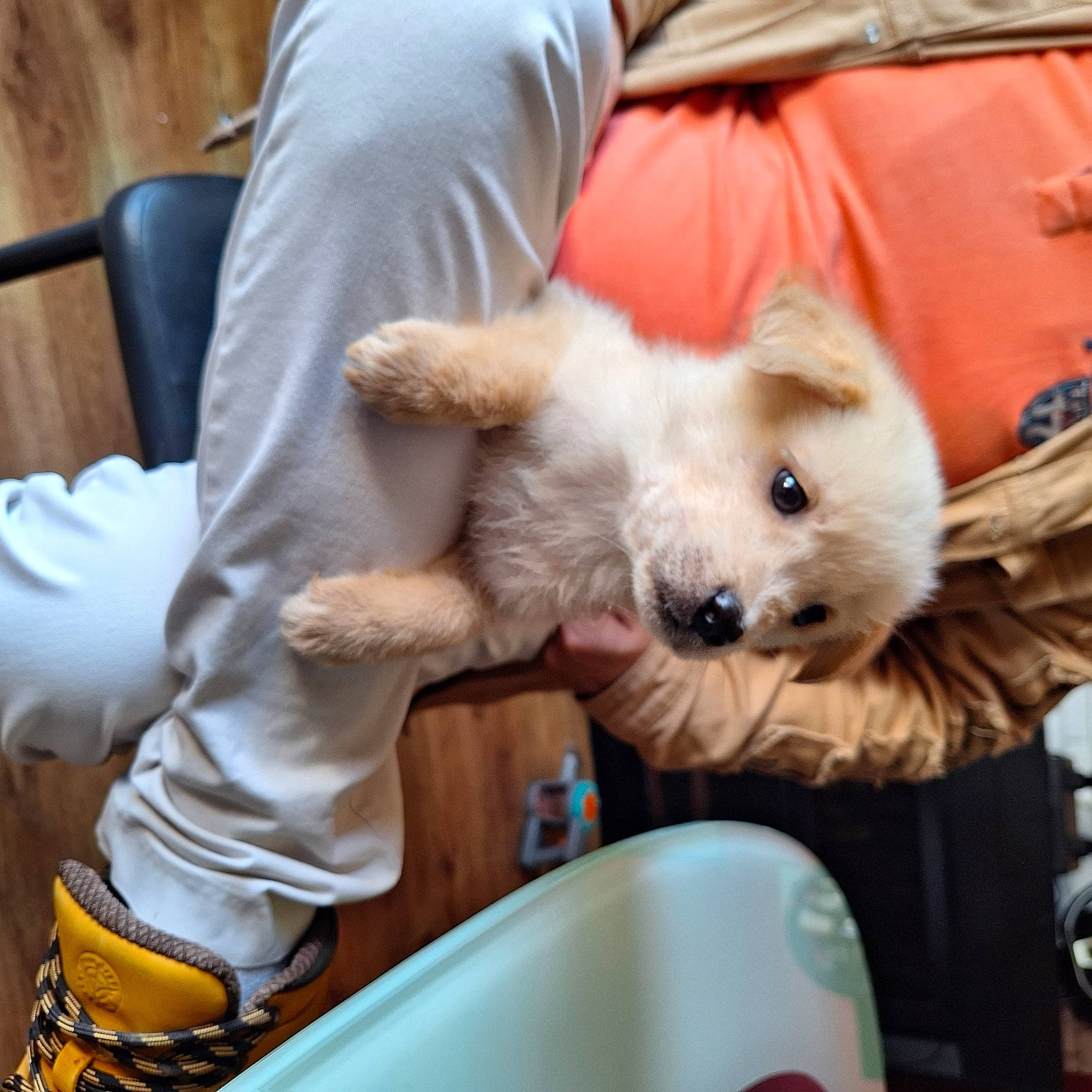 O'Malley participe au concours pour gagner de l'argent avec cette photo : bichon, canidae, carnivore, child, companion_dog, dog, dog_breed, felidae, fur, labradoodle, non_sporting_group, pomeranian, puppy_love, small_terrier, sporting_group, terrier, toy_dog