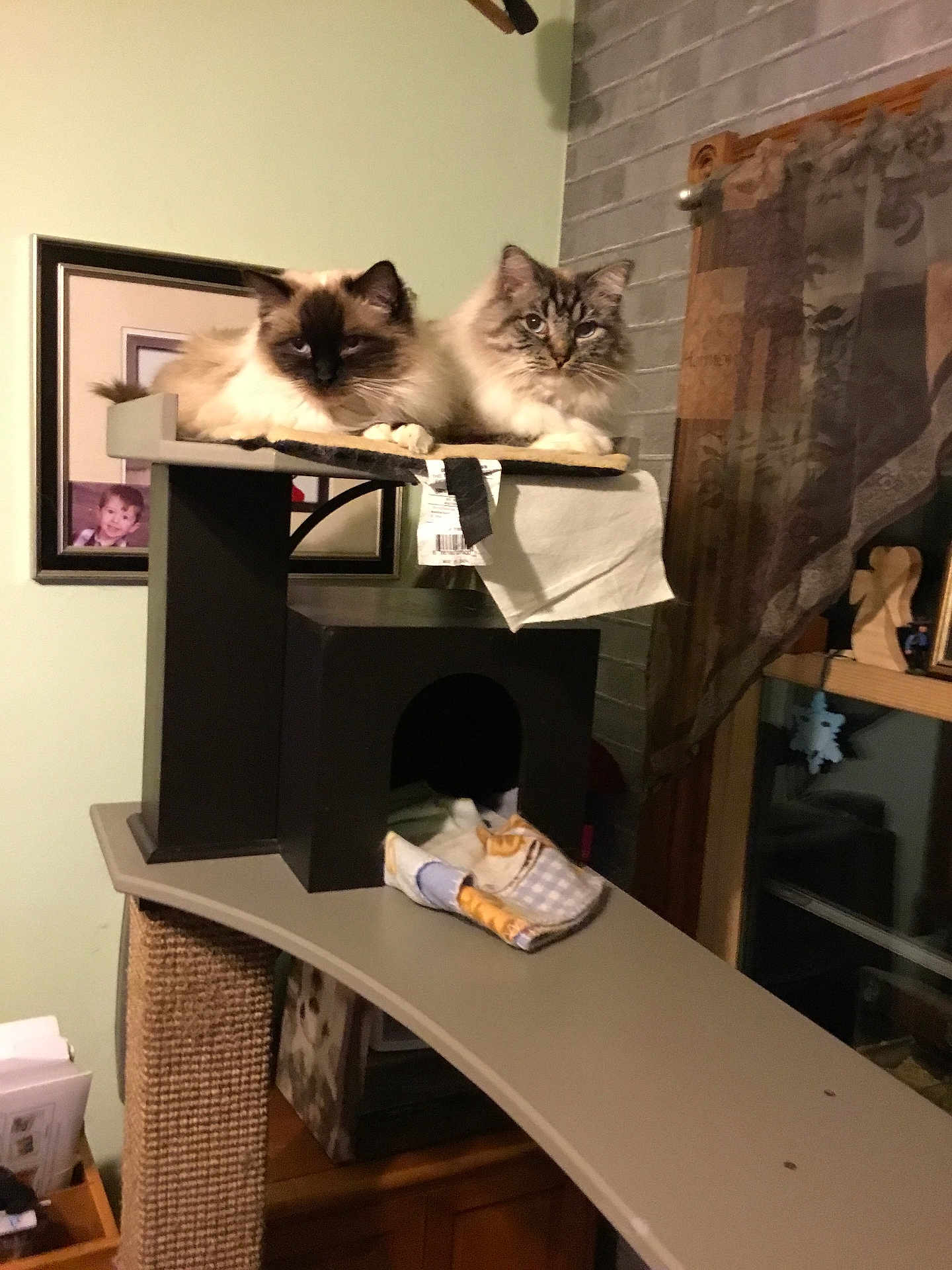 Shiloh And Shyanne joined the competition — help win amazing prizes! animal, cat, cat_tree, cozy, curled_up, curtain, domestic, feline, fluffy, furniture, home, indoor, mammal, pet, photo_frame, relaxed, resting, sitting, two_cats, window