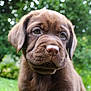puppy, dog, chocolate_labrador, close_up, outdoor, greenery, cute, young, pet, animal, fur, snout, ears, eyes, nature, portrait, mammal, adorable, soft_focus, background