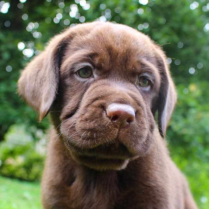 Gaïa a rejoint le concours — aidez-le/la à gagner de superbes lots ! adorable, animal, background, chocolate_labrador, close_up, cute, dog, ears, eyes, fur, greenery, mammal, nature, outdoor, pet, portrait, puppy, snout, soft_focus, young