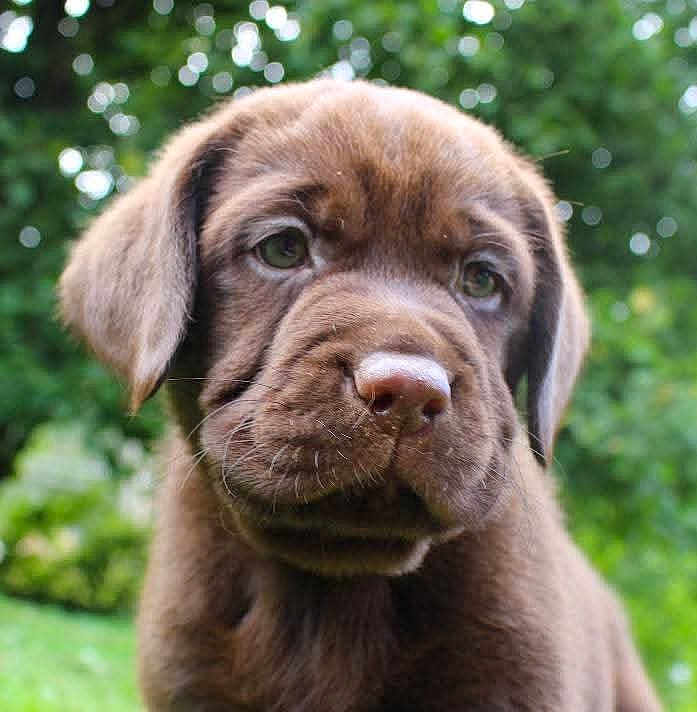 Gaïa a rejoint le concours — aidez-le/la à gagner de superbes lots ! puppy, dog, chocolate_labrador, close_up, outdoor, greenery, cute, young, pet, animal, fur, snout, ears, eyes, nature, portrait, mammal, adorable, soft_focus, background