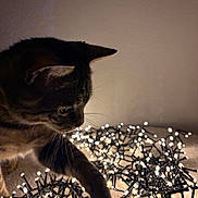 Kimo a rejoint le concours — aidez-le/la à gagner de superbes lots ! animal, bokeh, cat, christmas, closeup, cozy, curious, dark_fur, ears, fairy_lights, feline, glowing, holiday, indoor, looking_down, paws, pet, string_lights, warm_lighting, whiskers