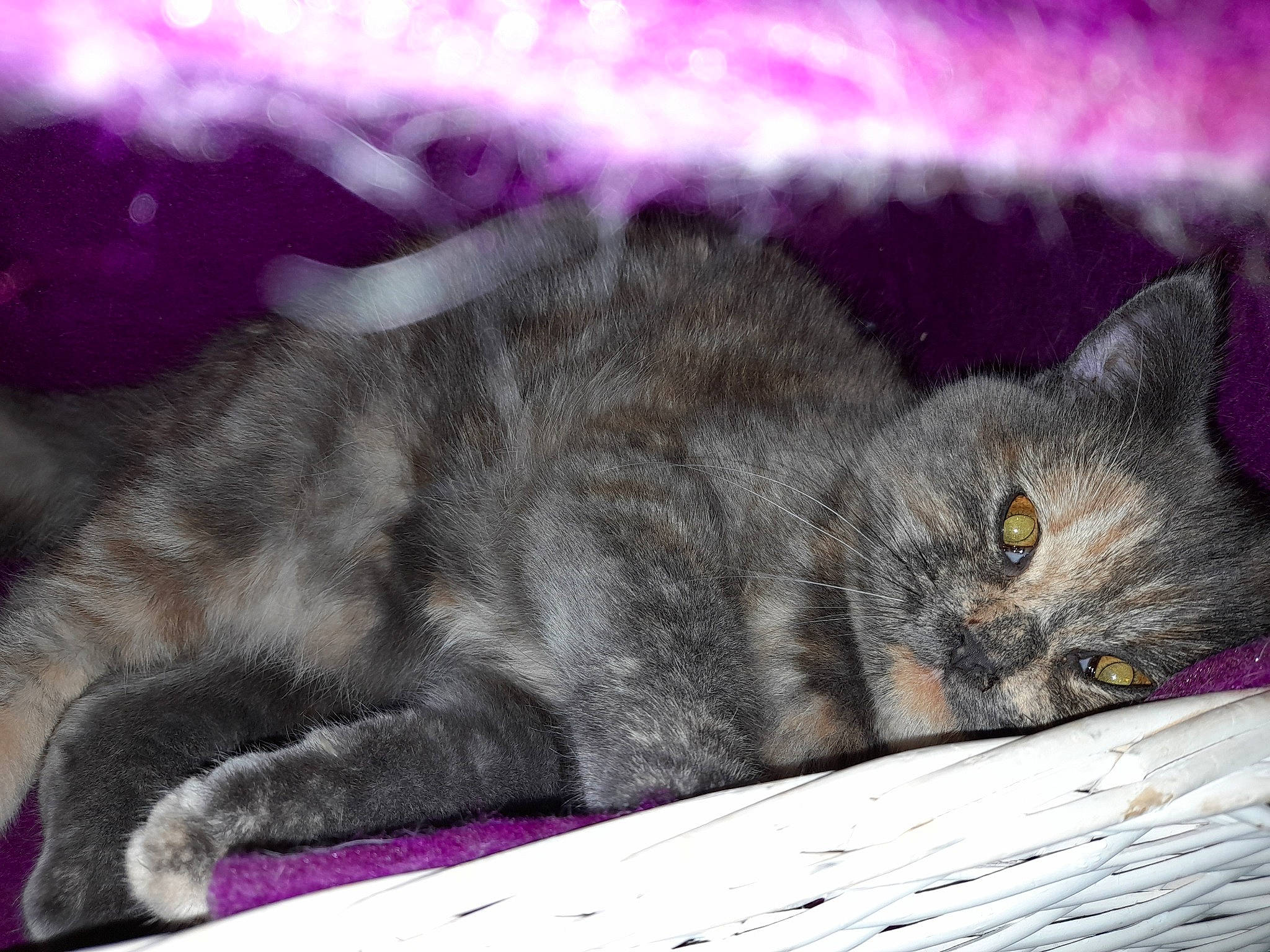 Mignonne participe au concours pour gagner de l'argent avec cette photo : black_cat, carnivore, cat, claw, comfort, domestic_short_haired_cat, eye, felidae, fur, grey, magenta, paw, plant, sitting, small_to_medium_sized_cats, snout, tail, terrestrial_animal, whiskers, wildlife